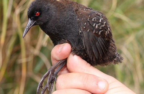 Птица, которая забыла, как летать: ученые нашли новый вид