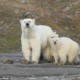 Численность полярных медведей радует ученых