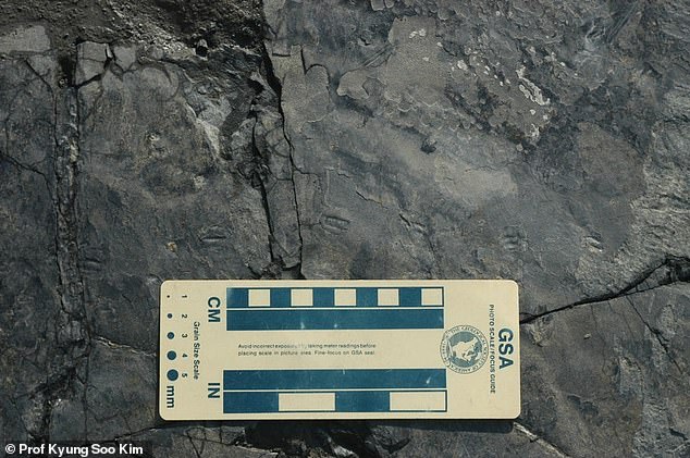 В Южной Корее нашли следы самого маленького в мире динозавра