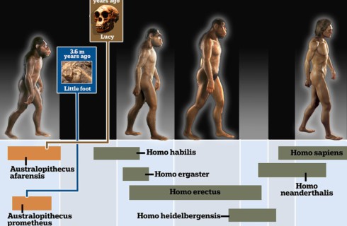Ученые нашли нового предка человека