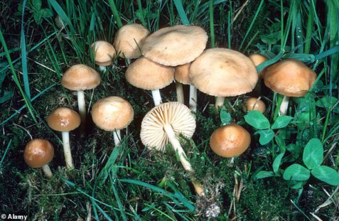 Лесной гриб оказался самым крупным живым организмом на Земле