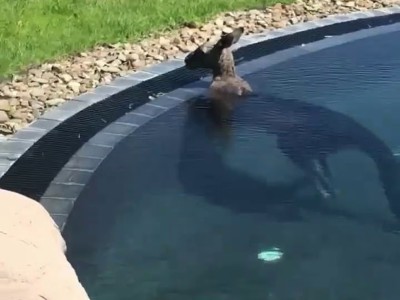 Кенгуру в бассейне