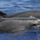 Дельфины-самцы оказались слишком похожими на людей
