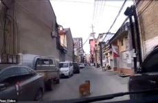Золотистый ретривер спас хозяина, приведя к нему медиков