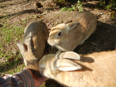 Кролики острова Окуносима, Япония